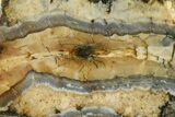 Mammoth Molar Slice With Case - South Carolina #335356-2
